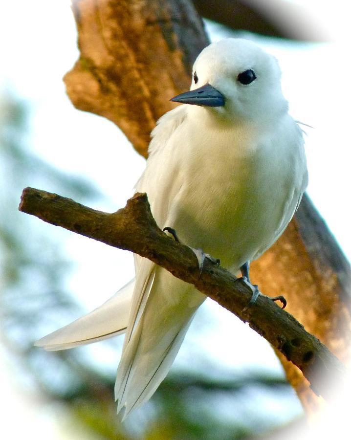 Fairy-Tern Chalets Cerf Island Luaran gambar